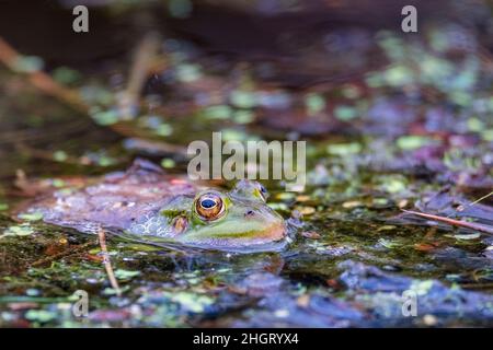 Una rana di palude nuota nell'acqua. Sono visibili solo i suoi occhi grandi. Bielorussia Foto Stock