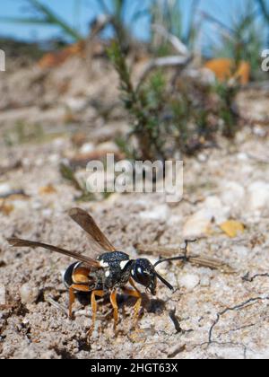Purbeck mason wasp (Pseudeppona herichii) femmina che sta per decollarsi dopo aver scavato il suo nido burrow, Dorset Heathland, UK, luglio. Foto Stock