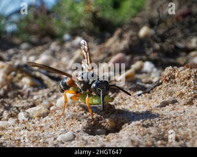 Purbeck mason wasp (Pseudepipona herrichii) si avvicina al nido burrow con un brughiera di betulla arrugginita paralizzata (Acleris notana) Dorset, Regno Unito. Foto Stock