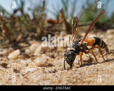 Purbeck mason wasp (Pseudeppona herichii) femmina che sta per entrare nel suo nido burrow in Dorset Heathland, Regno Unito, luglio. Foto Stock