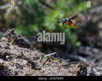 Purbeck mason wasp (Pseudepipona herrichii) femmina che vola al suo nido con un brughiera di betulla Rusty paralizzato bruco (Acleris notana) Dorset UK Foto Stock