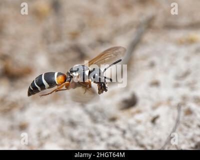 Purbeck mason wasp (Pseudeppona herichii) femmina scavando un nido burrow e volando via con una palla di terra di argilla, brughiera Dorset, Regno Unito, luglio. Foto Stock