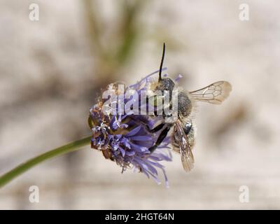 Alga argentea (Megachile leachella) femmina che raccoglie polline da pecora 'bit scabious (Jasione montana) in dune di sabbia costiere, Dorset, Regno Unito. Foto Stock