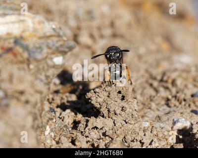 Spiny mason wasp (Odynerus spinipes) che entra nel camino di fango ornato proteggendo il suo nido burrow coda di ingresso prima, spiaggia di sabbia costiera, Cornovaglia, Regno Unito. Foto Stock