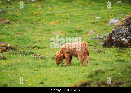 Le mucche di bestiame delle Highland pascolo su Un pascolo estivo. Divertente allevamento scozzese di vitello a piedi nel prato in giorno d'estate. Le mucche di bestiame delle Highland pascolo su Un Foto Stock