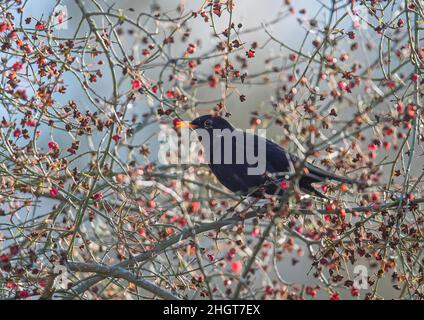 Un Blackbird maschio, catturato nell'atto , che si alimenta in un albero di Spindleberry in un giorno di inverni , mostrato effettivamente mangiare le bacche colorate, . Suffolk, Regno Unito Foto Stock