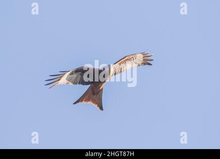 Primo piano di un Majestic Red Kite (Milvus milvus) in volo . Sorvolando in un cielo blu chiaro, Suffolk, Regno Unito Foto Stock