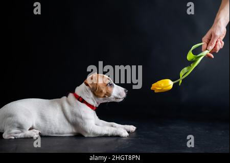 La donna insegue divertente cucciolo con fiore in studio. Piccolo cane malizioso caccia per un tulipano su uno sfondo nero. La mano femminile gioca con jack russell Foto Stock