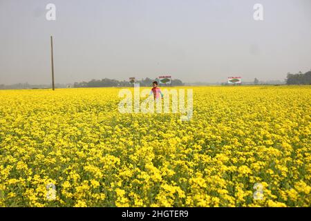 I bambini giocano nel campo della senape e pedalano attraverso un campo giallo della senape alla periferia di Dhaka, Bangladesh, il 22 gennaio 2022. La senape è un raccolto freddo di tempo ed è coltivata dai semi seminati in primavera. Da metà dicembre fino alla fine di gennaio, gli agricoltori del Bangladesh coltivano le loro colture di fiori di senape gialli dai colori vivaci che sono in piena fioritura. Foto di Habibur Rahman/ABACAPRESS.COM Foto Stock