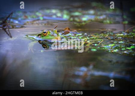 La rana di palude nuota nell'acqua. Sono visibili solo i suoi occhi grandi. Bielorussia Foto Stock