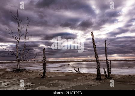 Il sole che raggiava ha gettato il cielo invernale sugli alberi d'inverno morti Foto Stock