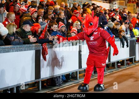 Llanelli, UK. 22 January, 2022. Scarlets mascot entertains fans before the Scarlets v Bristol Bears EPCR Champions Cup Rugby Match. Credit: Gruffydd Thomas/Alamy Stock Photo