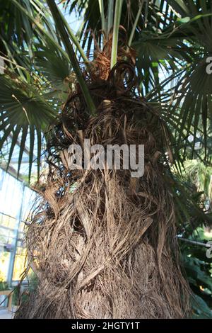 Primo piano del tronco superiore e fronts di un albero di palma Old Man che cresce in un giardino d'inverno Foto Stock