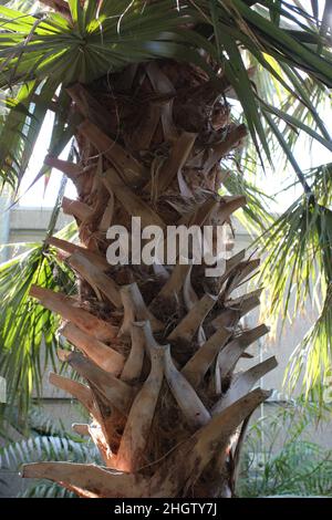 Primo piano del tronco superiore e fronts di un albero di palma di cavolo che cresce in un conservatorio Foto Stock