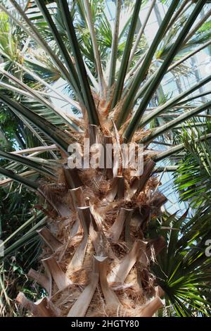 Primo piano del tronco superiore e fronts di un albero di palma di cavolo che cresce in un conservatorio Foto Stock