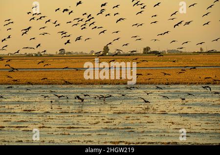 Glossy Ibis, Plegadis falcinellus, volare su un campo di riso che è stato raccolto, Delta Ebro, Parco Naturale, Tarragona, Spagna Foto Stock