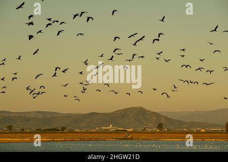 Glossy Ibis, Plegadis falcinellus, volare su un campo di riso che è stato raccolto, Delta Ebro, Parco Naturale, Tarragona, Spagna Foto Stock