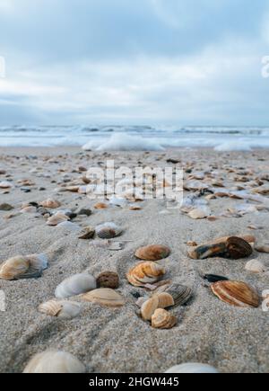 Primo piano di diverse conchiglie marine lavate a riva su una spiaggia dell'isola Sylt, Germania Foto Stock