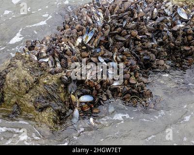 Barnacles e conchiglie su roccia Foto Stock