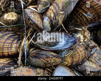 Barnacles e conchiglie su roccia Foto Stock
