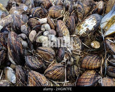 Barnacles e conchiglie su roccia Foto Stock