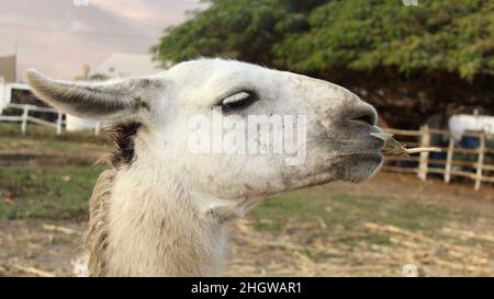 Llama che mangia un bastone con occhi sonnolenti Foto Stock