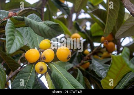 Loquat matura frutta closeup, specie Eriobotrya japonica, originaria delle regioni collinari più fredde della Cina sud-centrale, ma ampiamente coltivata a Southe Foto Stock