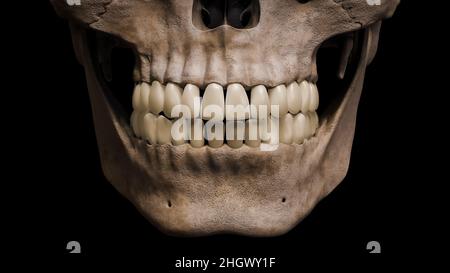 Primo piano anteriore o anteriore di bocca umana, mandibola, cranio e denti isolati su sfondo nero 3D rappresentazione illustrazione. Anatomia, medicina, biologia, sc Foto Stock