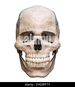 Cranio umano maschile anatomicamente preciso con ossa parietali colorate vista anteriore o frontale isolata su sfondo bianco con rappresentazione dello spazio di copia 3D Foto Stock