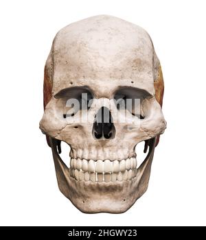 Cranio umano maschile anatomicamente preciso con vista frontale o anteriore dell'osso temporale colorata isolata su sfondo bianco con spazio di copia 3D rendering i Foto Stock