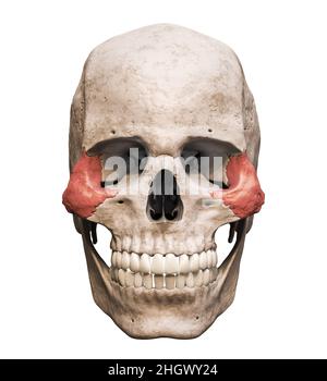 Cranio umano maschile anatomicamente preciso con vista anteriore o frontale dell'osso zigomatico colorato isolata su sfondo bianco con rendering dello spazio di copia 3D Foto Stock