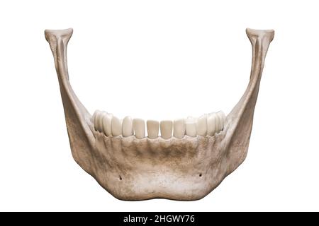 Osso mandibolare o mandibolare umano con vista anteriore o frontale anatomicamente preciso isolato su sfondo bianco 3D rappresentazione illustrazione. Anatomia, me Foto Stock