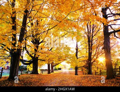 Gli alberi di acero del New Hampshire nel sole d'autunno Foto Stock