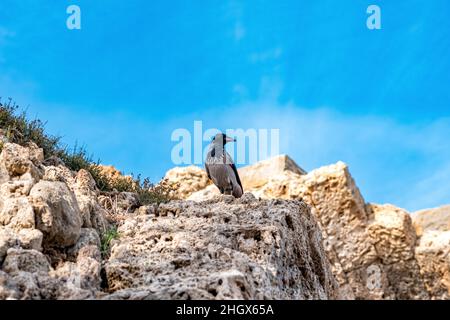 crow siede su una pietra di alcune antiche rovine contro il cielo Foto Stock