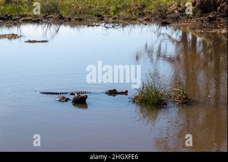 Un alligatore nella palude vicino a New Orleans, Louisiana, gennaio 2022 Foto Stock