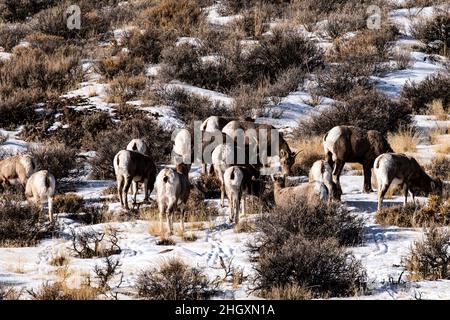 Pecora di Bighorn lungo l'autostrada 75 Foto Stock