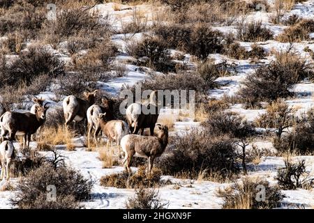 Pecora di Bighorn lungo l'autostrada 75 Foto Stock