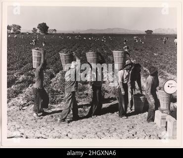 Pea Pickers Line Up on Edge of Field at Weigh Scale, vicino a Calipatria, Imperial Valley, California, febbraio 1939, stampato ca. 1972 Dorothea Lange americano. Pea Pickers Line Up sul bordo di campo a Weigh Scale, vicino Calipatria, Imperial Valley, California, febbraio. Dorothea Lange (americano, 1895–1965). 1939, stampato ca. 1972. Stampa in argento gelatina. Fotografie Foto Stock