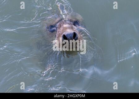 Foca grigia, Halichoerus grypus, nell'estuario del Tamigi a Southend on Sea, Essex, Regno Unito. La testa si rompe attraverso la superficie dell'acqua Foto Stock