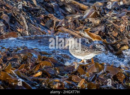 Sandpiper viola, Calidris maritima, in piedi su alga di kelp vicino ad un'onda in entrata. I sandpipers viola spesso foraggono per cibo fra le alghe. Foto Stock