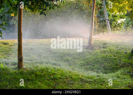 L'irrigazione a goccia viene utilizzata per innaffiare le piante agricole. Foto Stock