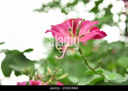 Bauhinia è prodotto nel sud della Cina. L'India e la penisola dell'Indocina sono distribuite. Foto Stock