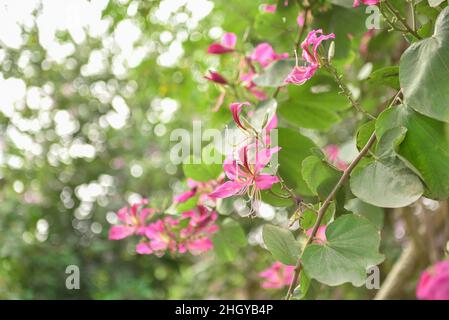 Bauhinia è prodotto nel sud della Cina. L'India e la penisola dell'Indocina sono distribuite. Foto Stock