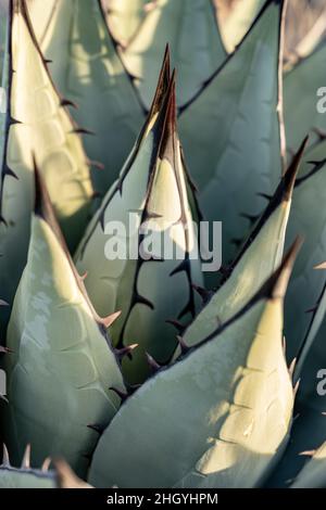 Il centro di una pianta di Agave Havardiana nel Parco Nazionale di Big Bend Foto Stock