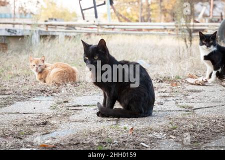 Foto di una mandria di tre gatti, felini randagi, stenosi in gruppo e mangiando in un parco di Belgrado, la capitale della Serbia Foto Stock