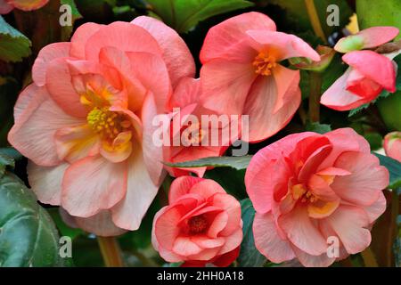 Begonia Tuberhybrida fiori rosa teneri, primo piano - sfondo floreale. Fiori luminosi di begonia tuberosa - floricoltura, coltivazione di piante, giardiniere Foto Stock