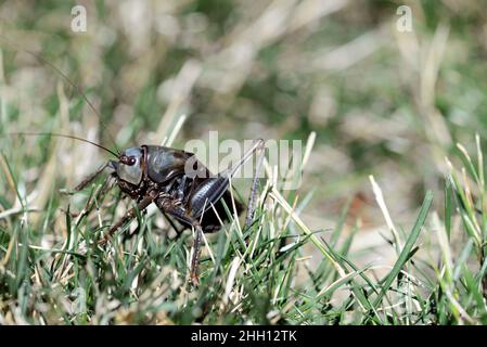 Cricket mormone (Anabrus simplex) in erba; Washington County Idaho Foto Stock