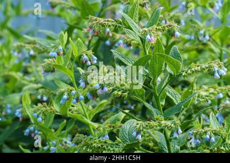 Piccola campana di fiori blu. Symphytum officinale. Pianta medicinale. Messa a fuoco selettiva Foto Stock