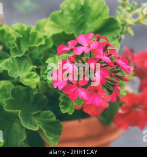 Fiori di geranio rosso in una pentola di fiori Foto Stock