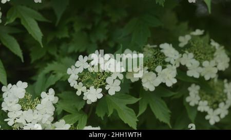 fiori bianchi di viburnum in tarda primavera, foto larga Foto Stock